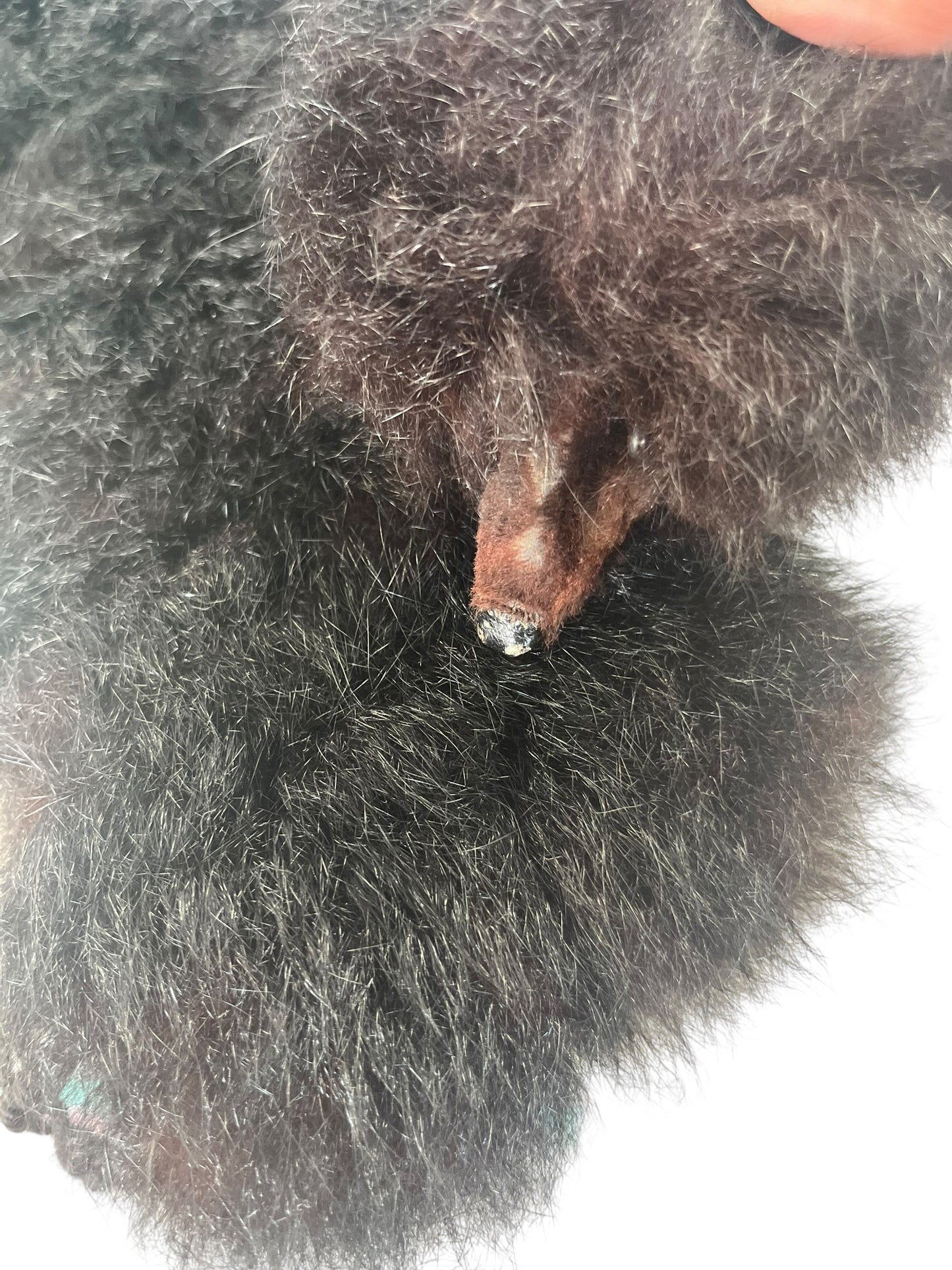 POSSUM FUR NECKPIECE